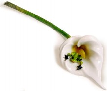 frogman calla lily
