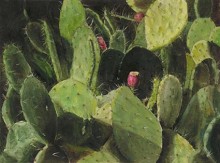 lynn freed cactus
