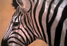 lynn freed zebra ii