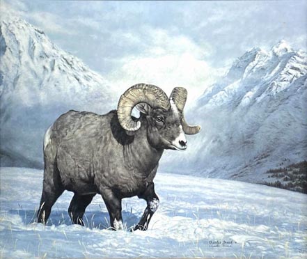 charles frace bighorn country